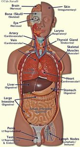Labeled diagram of major organs in the male body