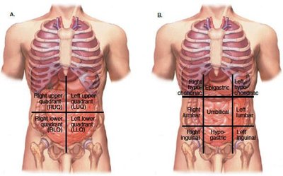Abdominopelvic quadrants and regions