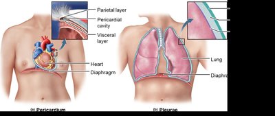 Serous membranes: pericardium and pleura