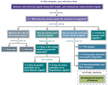 Chapter overview flowchart of nervous system topics