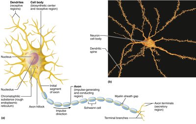Detailed structure of a multipolar neuron