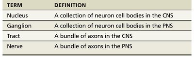 Table of neuron terminology