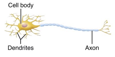 Multipolar neuron diagram