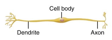 Bipolar neuron diagram