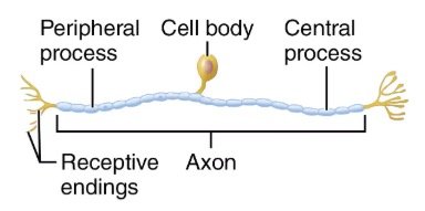 Unipolar neuron diagram