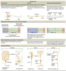 Table comparing neuron types
