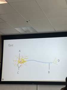 Resting membrane potential measurement