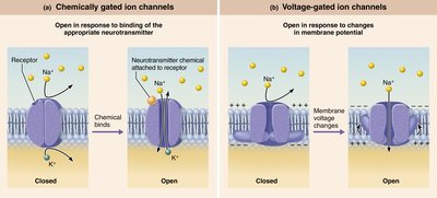 Depolarization and hyperpolarization graphs