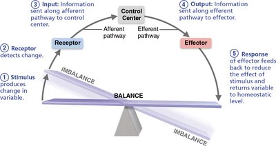 Homeostatic feedback loop diagram