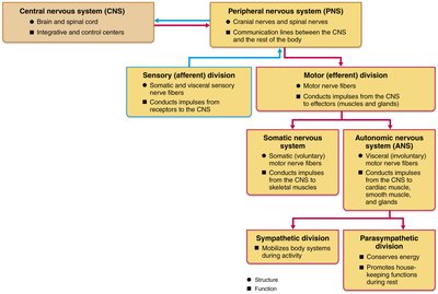 Flowchart of CNS and PNS divisions