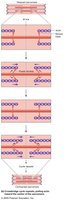 Sarcomere shortening during contraction