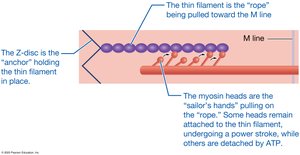 Analogy of sailors pulling a rope to explain the sliding-filament mechanism