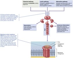 Complement activation pathways