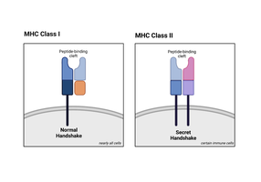 MHC proteins displaying antigens