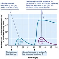 Primary and secondary humoral responses