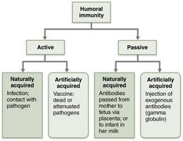 Active and passive humoral immunity