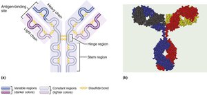 Antibody structure