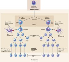 Major types of T cells