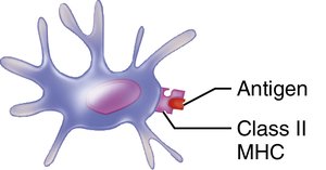 Class II MHC protein presenting antigen