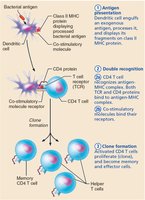 Clonal selection of T cells