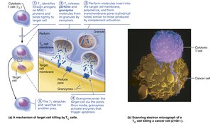 Cytotoxic T cell attacking a cancer cell