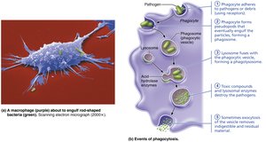 Macrophage about to engulf bacteria and events of phagocytosis
