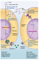 The interferon mechanism against viruses