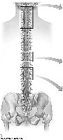 Longitudinal view of the spinal cord for labeling