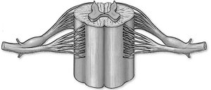 Cross-sectional view of the spinal cord for labeling