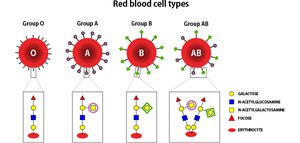 Red blood cell types and their surface antigens