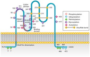 Diagram of Rh antigen structure and modifications