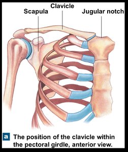 Anterior view of the pectoral girdle showing clavicle and scapula