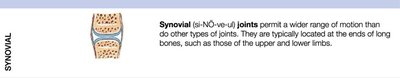Description of synovial joints