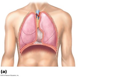 Serous membranes of the lungs (pleura)
