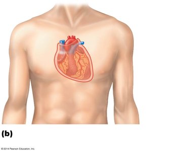 Serous membranes of the heart (pericardium)