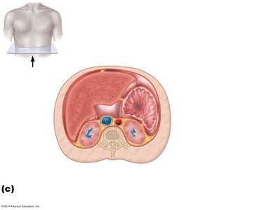 Serous membranes of the abdominal viscera (peritoneum)