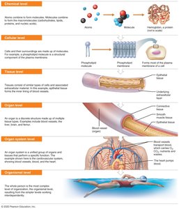 Levels of structural organization in the human body