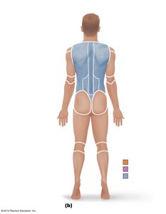 Posterior regional terms of the human body