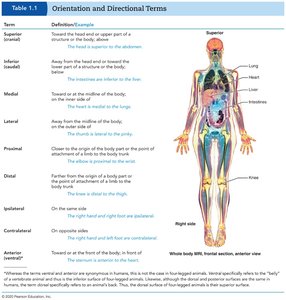 Orientation and directional terms table