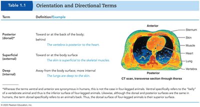 Orientation and directional terms with CT scan