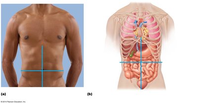 Abdominal quadrants and superficial organs
