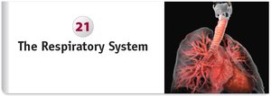 The Respiratory System chapter title and anatomical illustration