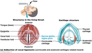 Changes in the vocal ligaments during speech