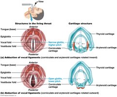 Changes in the vocal ligaments during speech (open and closed glottis)