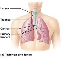 Trachea and lungs