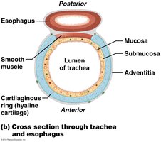 Cross section through trachea and esophagus