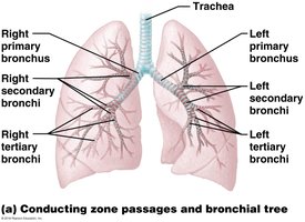 Conducting zone passages and bronchial tree
