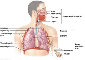 Organs of the respiratory system