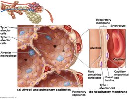 Alveoli and pulmonary capillaries
