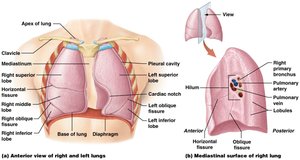Anatomy of the lungs and associated structures